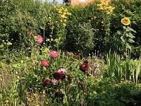 Bild: Sonnenblume