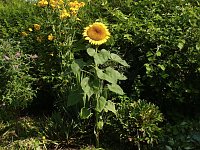 Bild: Sonnenblume
