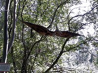 Bild: Dinosaurier auf R&uuml;gen