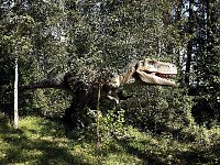 Bild: Dinosaurier auf R&uuml;gen