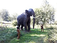 Bild: Dinosaurier auf R&uuml;gen