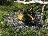 Bild: Dinosaurier auf R&uuml;gen