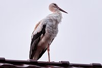 Platz für Nachtruhe Bild: Platz für Nachtruhe
