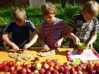 Bild: Apfelernte in Harzrigi