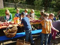 Bild: Apfelernte in Harzrigi