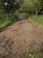 Bild: Spuren im Wald