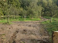 Bild: Spuren im Wald