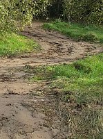 Bild: Spuren im Wald