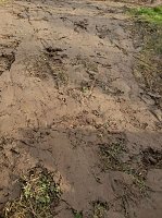 Bild: Spuren im Wald