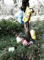 Bild: Spuren im Wald