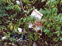 Bild: Spuren im Wald