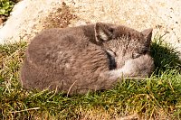 Bild: Besuch im Zoo am Meer