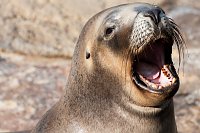 Bild: Besuch im Zoo am Meer