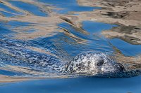 Bild: Besuch im Zoo am Meer