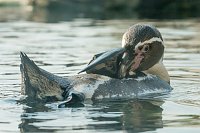 Bild: Besuch im Zoo am Meer