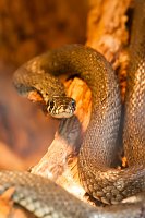 Bild: Besuch im Zoo am Meer