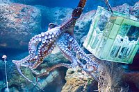 Bild: Besuch im Zoo am Meer