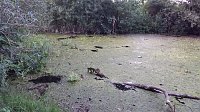 Bild: Rund um die Salza-Quelle
