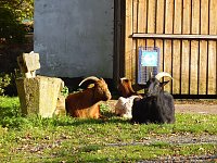 Bild: Zum Besuch im Hufhaus