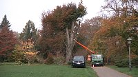 Bild: Mein Freund der Baum