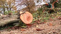 Bild: Mein Freund der Baum