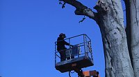Bild: Mein Freund der Baum