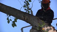 Bild: Mein Freund der Baum