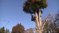 Bild: Mein Freund der Baum