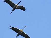 Bild: Kraniche am Stausee Kelbra