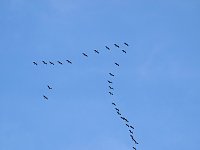 Bild: Kraniche am Stausee Kelbra