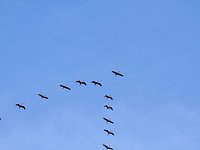 Bild: Kraniche am Stausee Kelbra