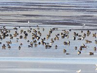 Bild: Kraniche am Stausee Kelbra