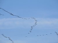 Bild: Kraniche am Stausee Kelbra