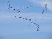 Bild: Kraniche am Stausee Kelbra