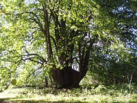 Dieser knapp 600 Jahre alte Holländische Lindensolitär schmückt die Zufahrt zum Hauptflügel von Utterode. Bild: Dieser knapp 600 Jahre alte Holländische Lindensolitär schmückt die Zufahrt zum Hauptflügel von Utterode.