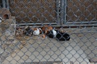 Bild: Besuch im Werniger&ouml;der Tierpark