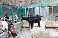 Bild: Besuch im Werniger&ouml;der Tierpark