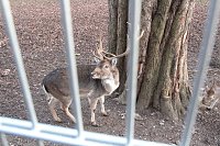 Bild: Besuch im Werniger&ouml;der Tierpark