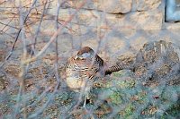 Bild: Besuch im Werniger&ouml;der Tierpark