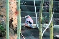 Bild: Besuch im Werniger&ouml;der Tierpark