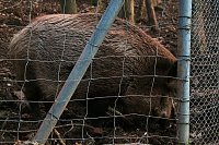 Bild: Besuch im Werniger&ouml;der Tierpark
