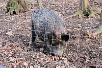 Bild: Besuch im Werniger&ouml;der Tierpark