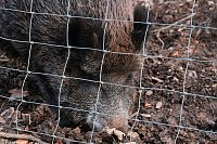 Bild: Besuch im Werniger&ouml;der Tierpark