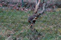 Bild: Besuch im Werniger&ouml;der Tierpark