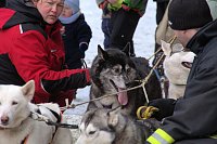 Bild: Schlittenhunderennen in Benneckenstein