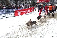 Bild: Schlittenhunderennen in Benneckenstein