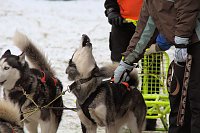 Bild: Schlittenhunderennen in Benneckenstein