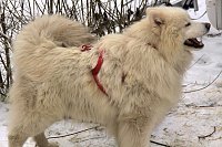 Bild: Schlittenhunderennen in Benneckenstein