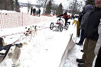 Bild: Schlittenhunderennen in Benneckenstein