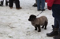 Bild: Schlittenhunderennen in Benneckenstein
